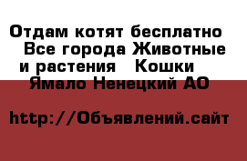 Отдам котят бесплатно  - Все города Животные и растения » Кошки   . Ямало-Ненецкий АО